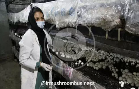 عکی مربوط به کارگاه خانگی پرورش قارچ دکمه‌ای در کهورستان