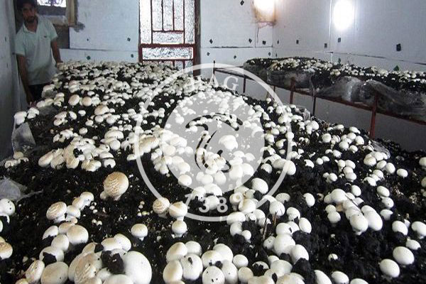 صادرات قارچ به ۵ تن در روز رسید/ نرخ هر کیلو قارچ فله ۲۷ هزار تومان
