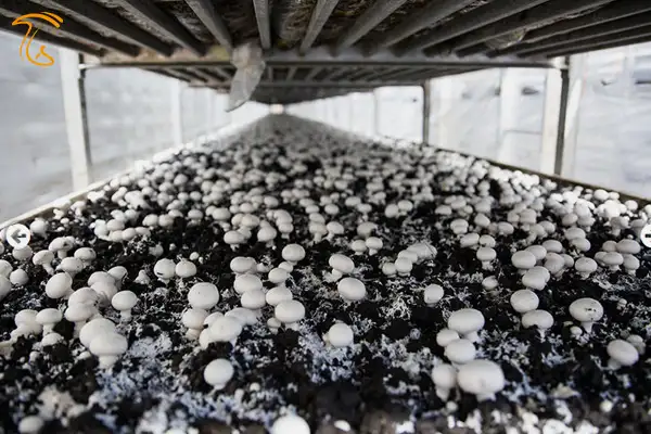 رکورد داران تولید قارچ کشور شرکت مهر پویان شمال