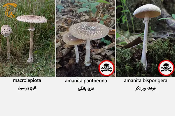 قارچ ماکرولپیوتا یا قارچ پاراسول (پارازول) در مقابل گونه های مشابه سمی