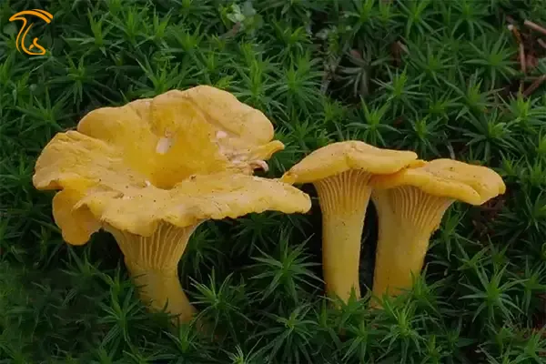 (چنترل Cantharellus cibarius)