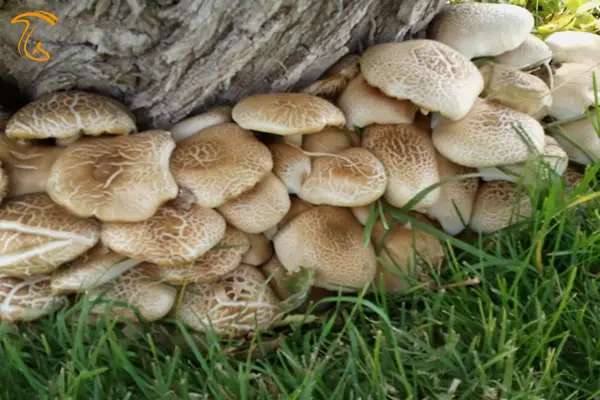 قارچ کوهی خوراکی