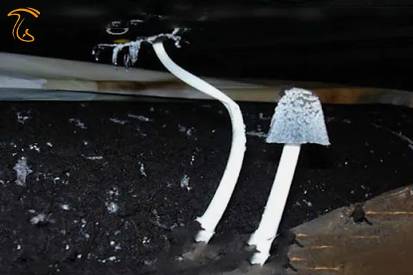 آشنایی با قارچ جوهری یا کاپرینوس Coprinus plicatilis