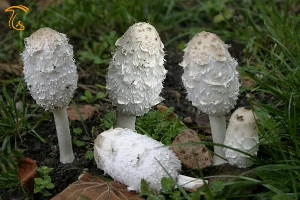 قارچ مغاک مرد پشمالو