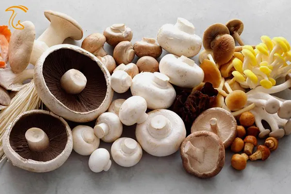 14 نوع قارچ خوراکی