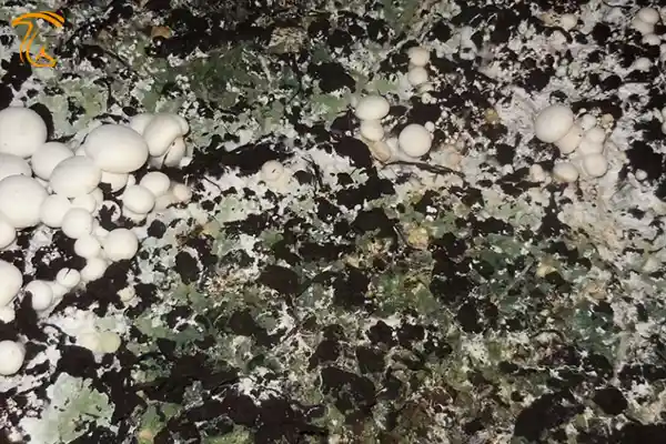 کپک سبز تریکودرما در کمپوست قارچ