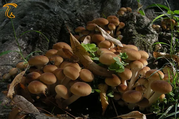 قارچ اگروسیبه اگریتا، Agrocybe aegerita به افراگوشگ(قارچ افرا)