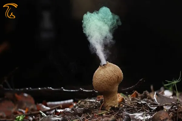 آشنایی کامل با انواع تولید مثل جنسی و تولید مثل غیر جنسی کروموزوم