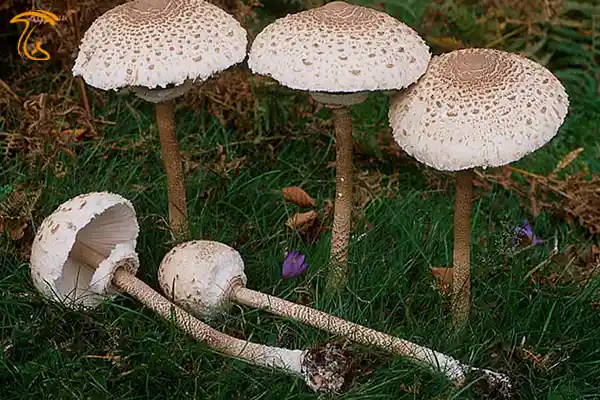 قارچ ماکرولپیوتا قارچ پارازول(macrolepiota)
