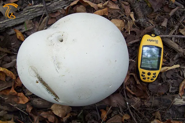 قارچ پوف‌بال