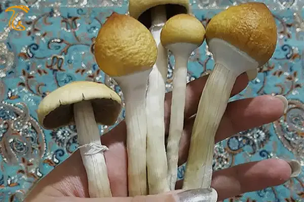 آشنایی اجمالی با قارچ گلدن تیچر ماشروم تیچر