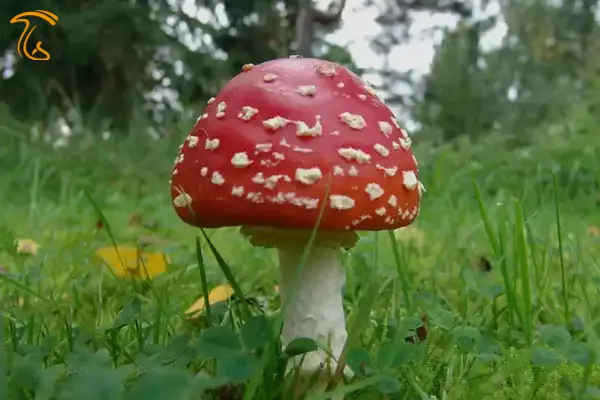 قارچ سمی چتر قرمز آمانیتاموسکاریا