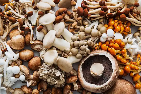 انواع قارچ پرورشی
