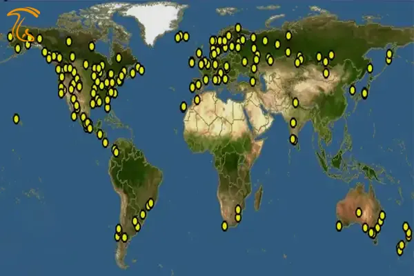 محل رویش قارچ آمانیتا موسکاریا (قارچ مگس) در جهان