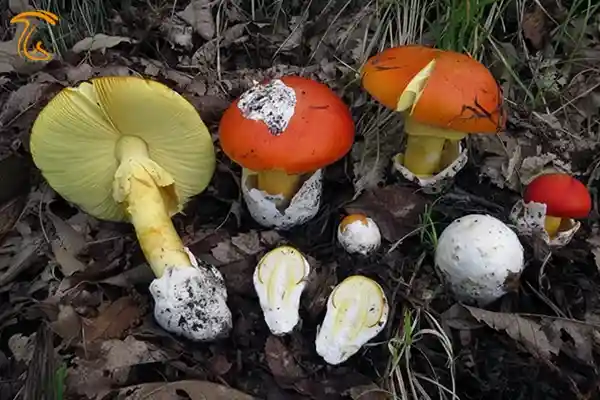 قارچ مرغانه میش در تمام مراحل رشد