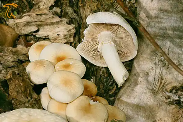 قارچ اگروسیبه اگریتا قارچ خوراکی سپیدار