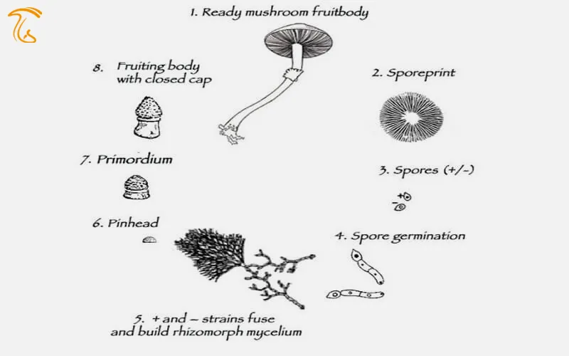 تولید مثل غیر جنسی