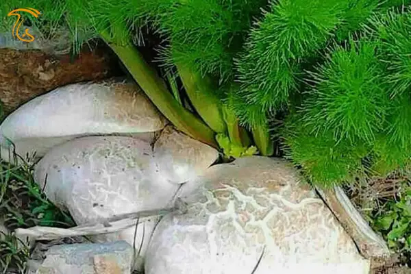 قارچ کوهی گوبلک چیست