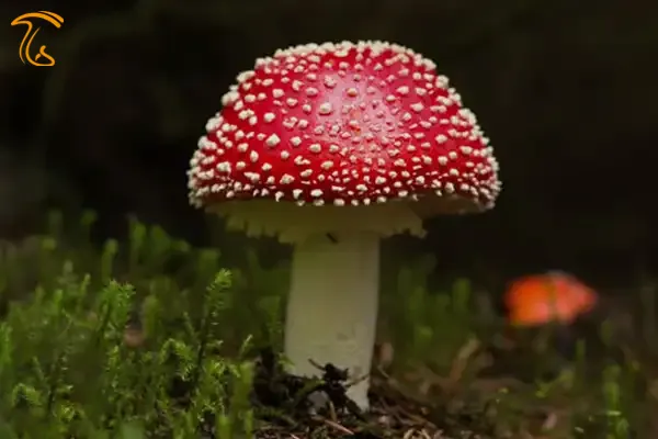 سمی بودن قارچ مگس