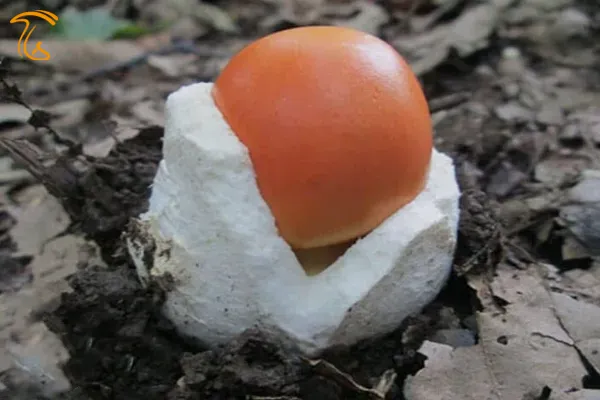 آشنایی کامل با قارچ میش