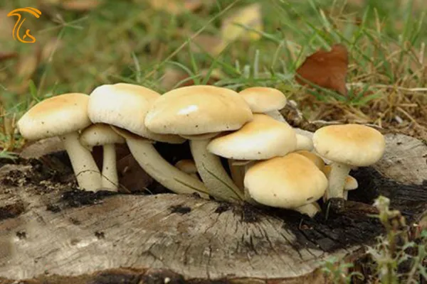 قارچ اگروسیبه اگریتا2 قارچ خوراکی سپیدار