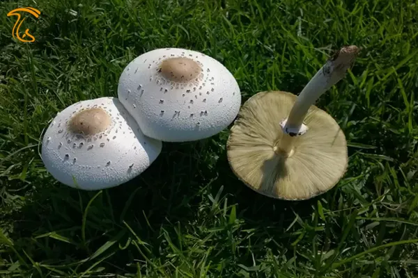 قارچسمی Chlorophyllum molybdites معروف به چتر تقلبی