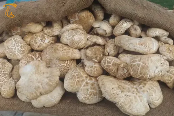 قارچ کما یا کماگوش