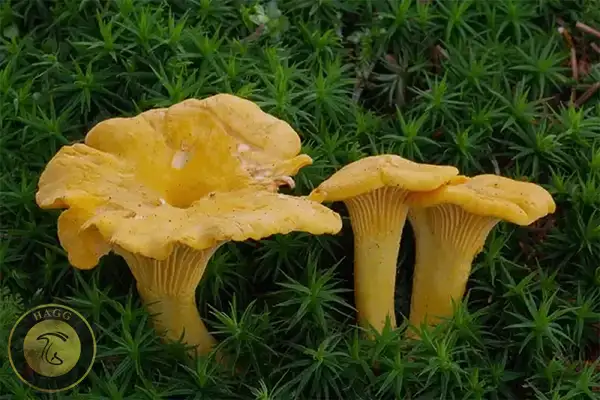 (چنترل Cantharellus cibarius)