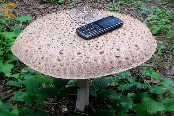 کلاهک بسیار بزرگ macrolepiota