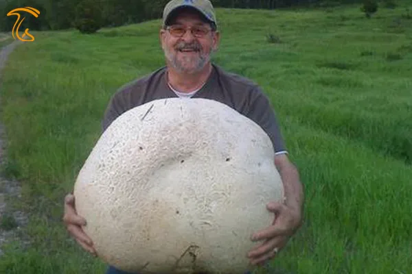 قارچهای عظیم الجثه