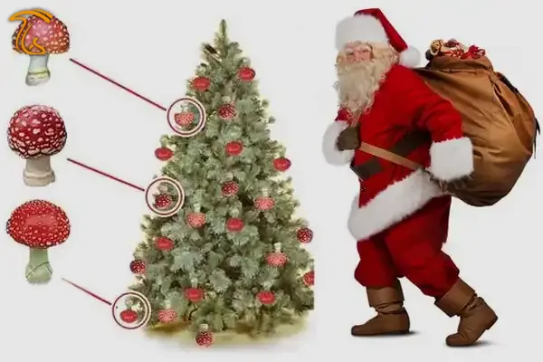منشا درخت کریسمس و تزئینات آن خشک کردن قارچ های آمانیتا با آویزان کردن آنها از درخت بوده است