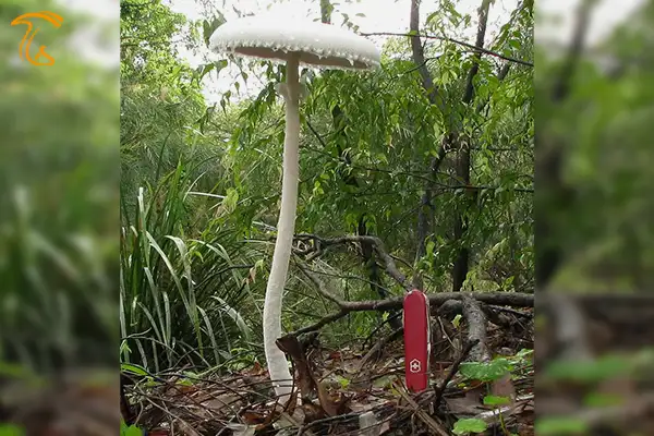 بلندی ساقه macrolepiota در مقابل طول چاقوی سویسی