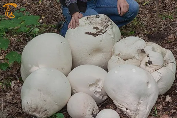 قارچ پوف بال