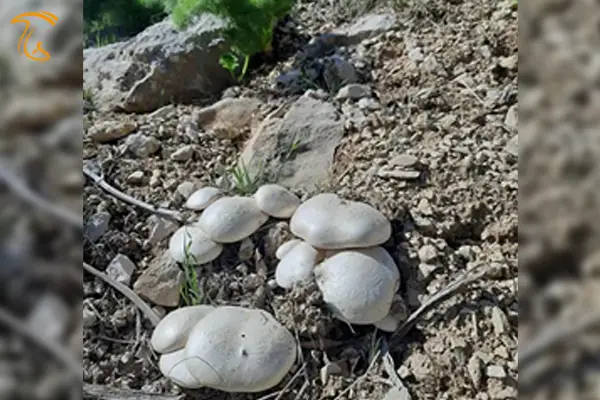 قارچ کوهی گوبلک