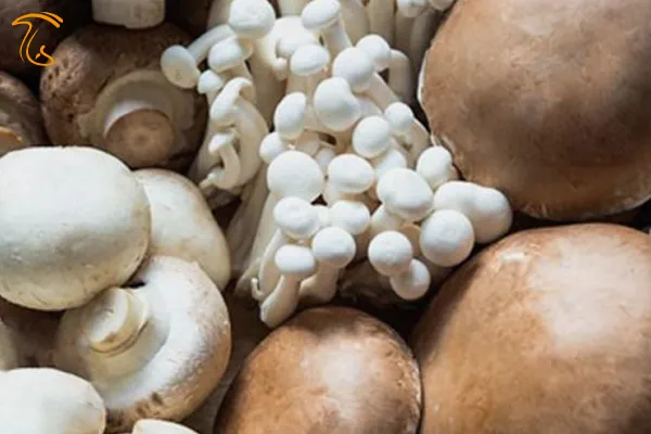 قارچهای وحشی قابل مصرف