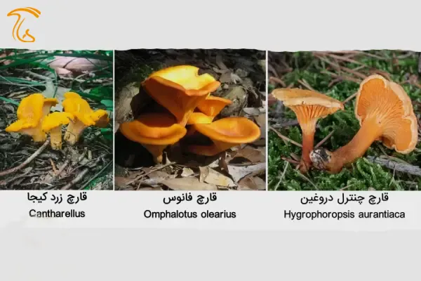 خواص قارچ زرد کیجا (چنترل) در مقایسه با نمونه های مشابه سمی