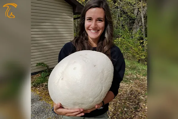 قارچهای بزرگ سفید