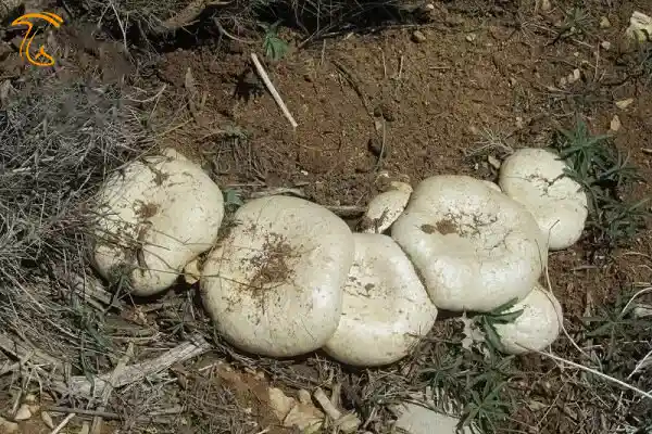 قارچ کوهی گمبلک