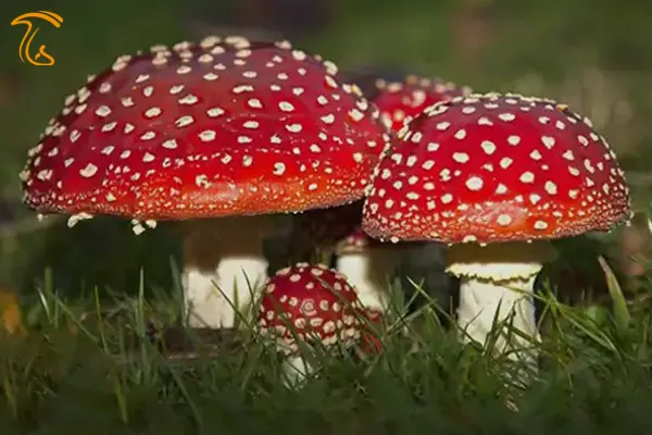 تأثیرات قارچ جادویی آمانیتا موسکاریا