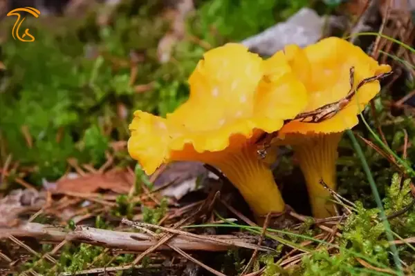 قارچ زرد کیجا (قارچ چنترل Cantharellus cibarius)