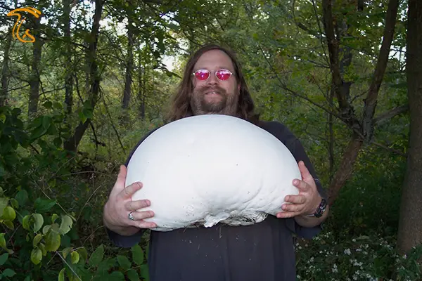 بزرگترین قارچ - قارچ بزرگ - قارچ های عظیم الجثه و غول پیکر