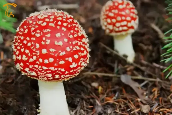 قارچ سمی قرمز آمانیتا (قارچ مگس)