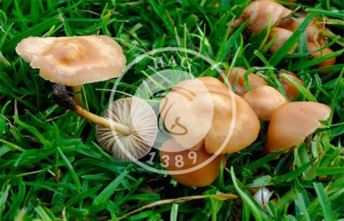 قارچ حلقه های پریان