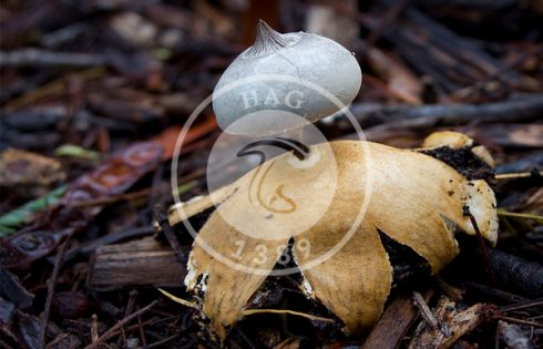 قارچ فندقی نوکدار