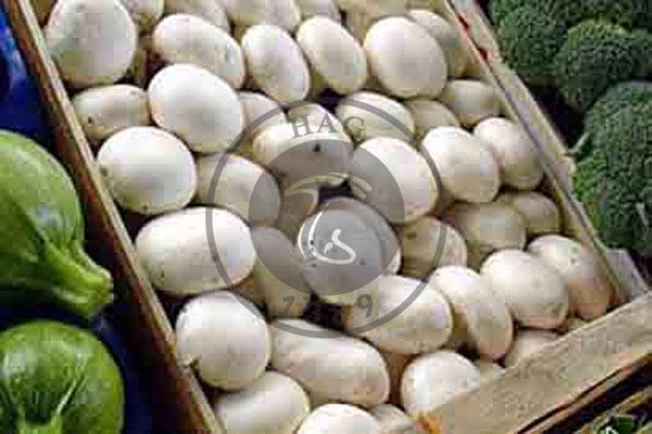 قیمت هر کیلو قارچ فله درب کارخانه ۲۴ هزار تومان