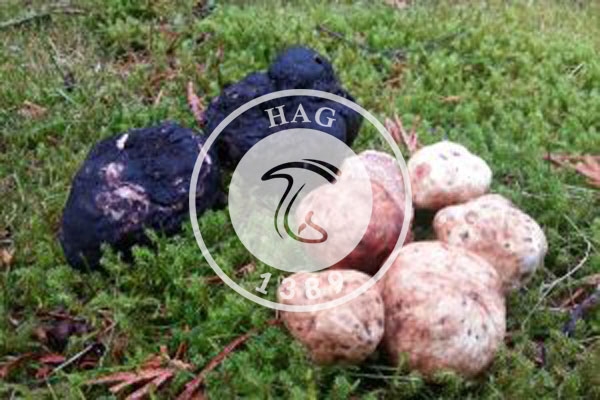 برگزاری مانور مقابله با برداشت ( الماس سیاه هیرکانی ) در مینو دشت, هاگ