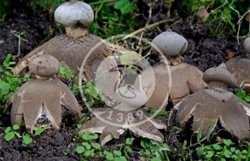 قارچ فندقی نوکدار