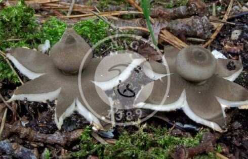 قارچ فندقی نوکدار