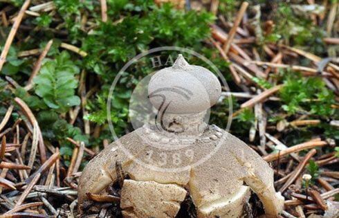 قارچ فندقی نوکدار