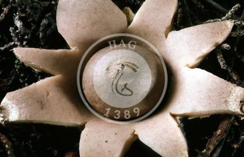 قارچ فندقی نوکدار